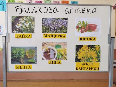 По интересен начин децата се запознаха с лечебните свойства на билките и заедно със своите ръководители направиха и изпиха по чаша полезен билков чай. - ОУ Васил Левски - Долни Луковит